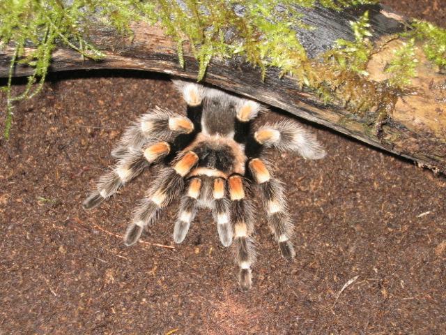 Brachypelma smithi