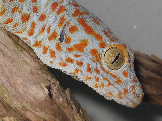 Tokay Gecko