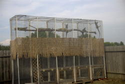 Iguana Condos