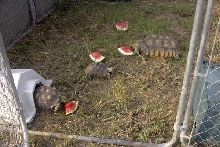 Watermelon Time in Texas