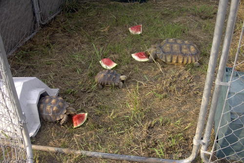 Watermelon Time in Texas