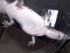 Does this look gravid?
