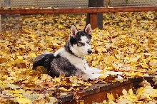 luna leaves