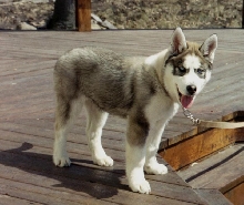 luna pup