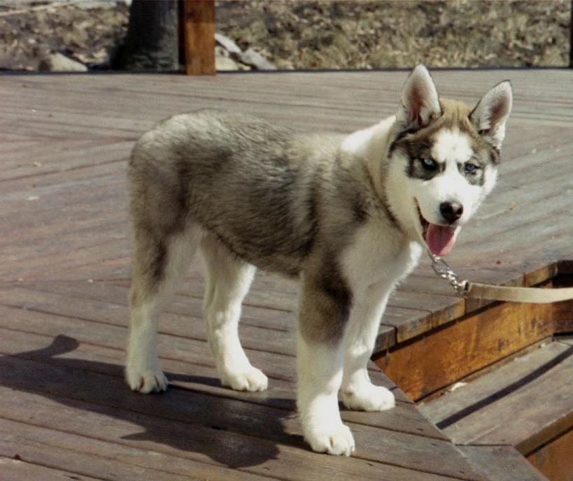 luna pup
