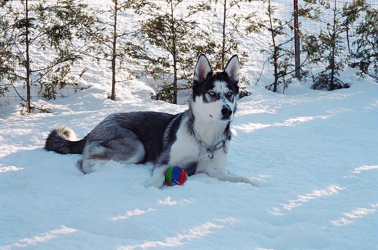 luna snow