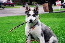 luna stick