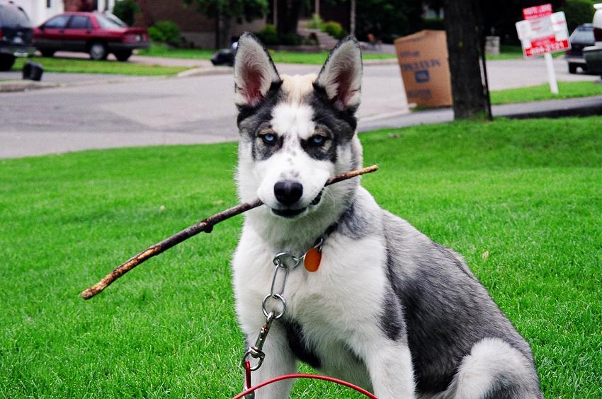 luna stick