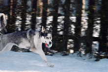 run luna run