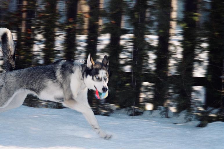 run luna run