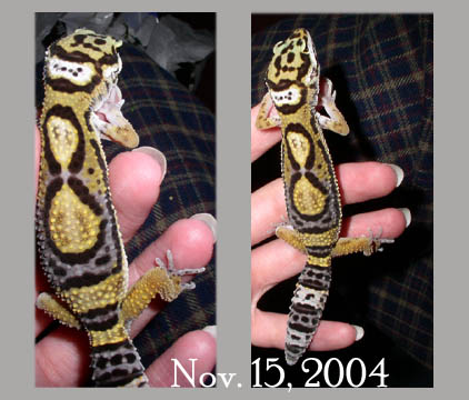 bubbles 2nd shed