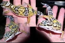 Gecko Girl 1, notice the smiley face