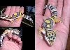 Gecko Girl 2, notice the sun glasses