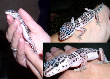 my leopard gecko