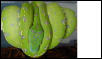 Aru Type Chondro