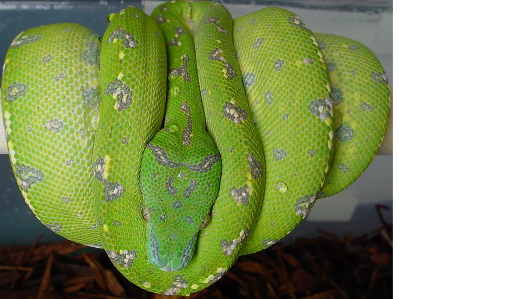 Aru Type Chondro