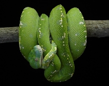 Aru Type GTP