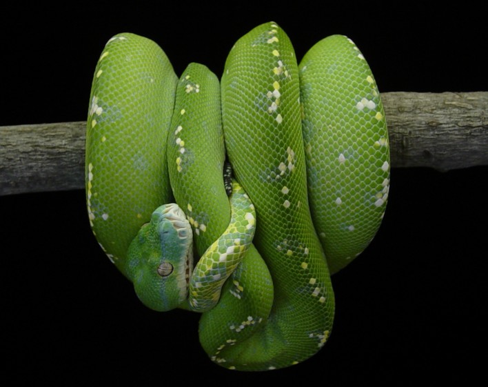 Aru Type GTP