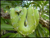 Morelia viridis Aru type