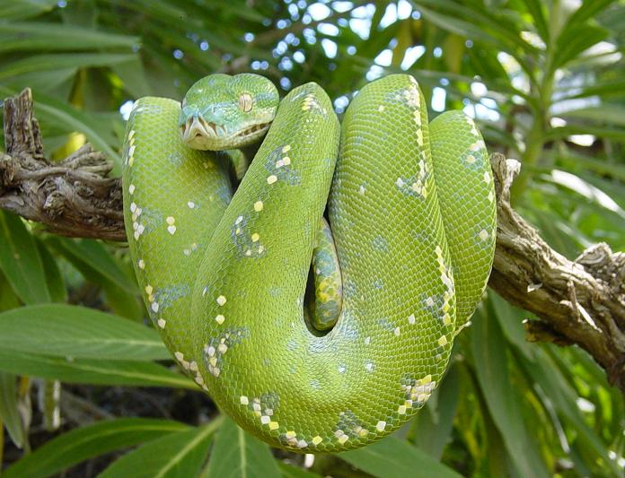Morelia viridis Aru type