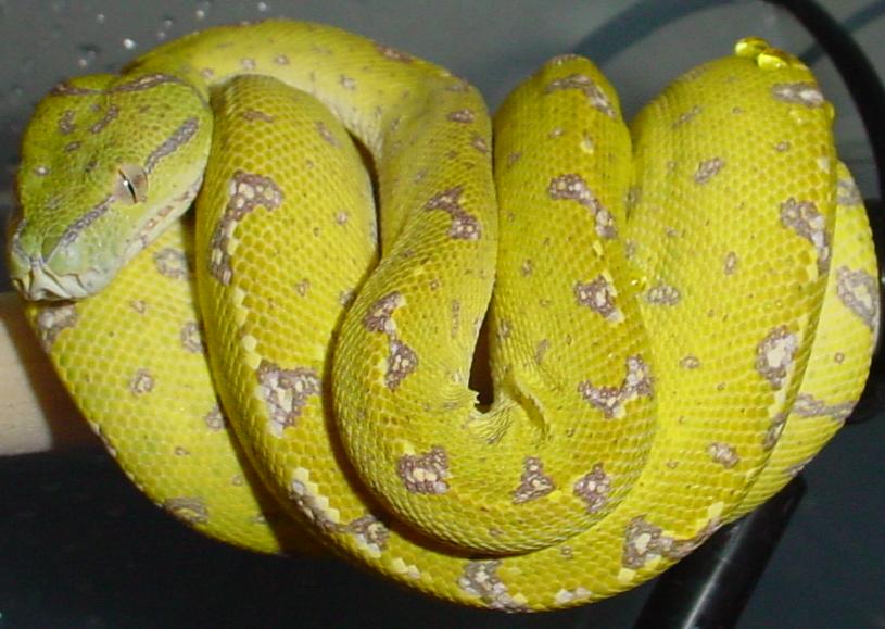 Chondro After Shed