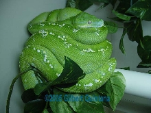 Aru Funny Perch