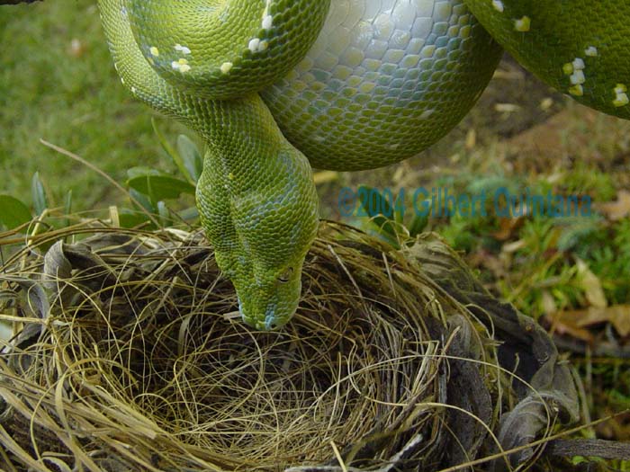 Chondro
