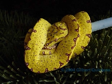 Christmas Chondro