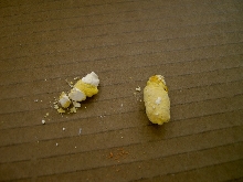 ball poo