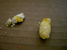 ball poo