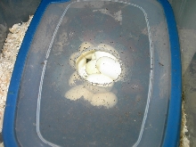 eggs 1