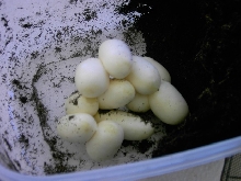 eggs 2