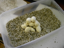 eggs 3