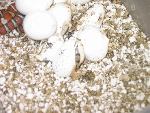 Sitting in egg