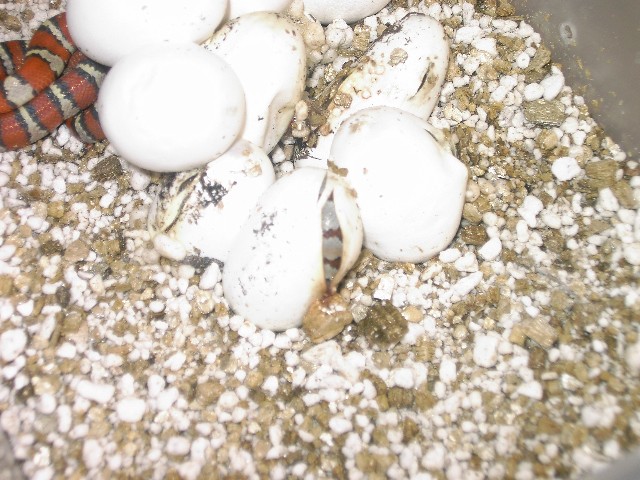 Sitting in egg