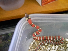 milk snake phase