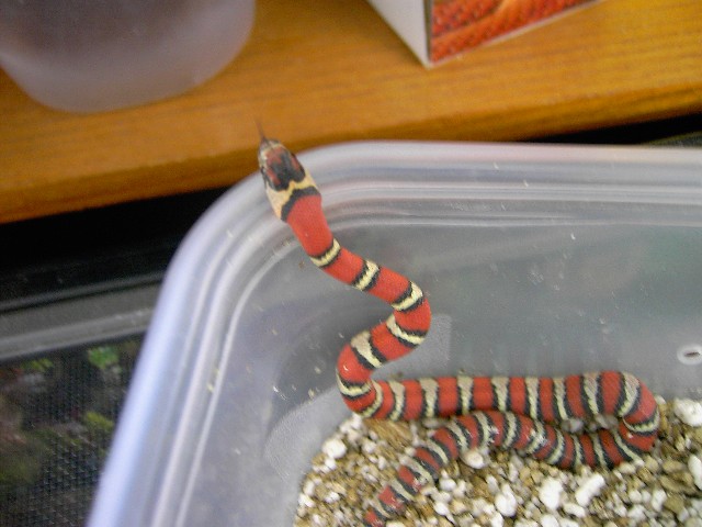 milk snake phase