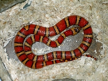 female 1 thayeri