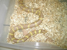 blue eyed blond male