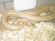 blue eyed blond female