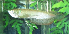 Arowana