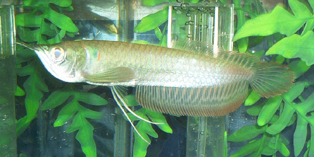 Arowana