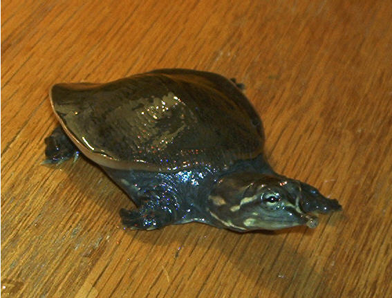 My Softshell