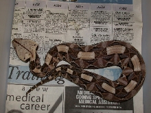 Venomoid Male Gaboon Viper