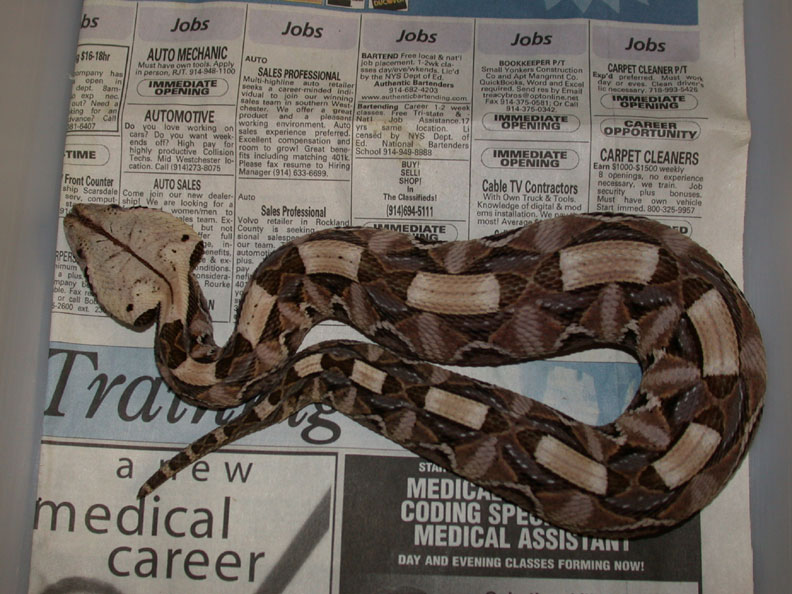 Venomoid Male Gaboon Viper