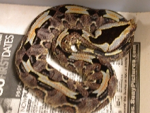 Venomoid Female Rhino Viper