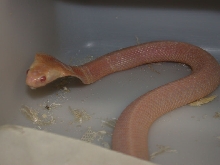 Venomoid Male Albino Monocled Cobra
