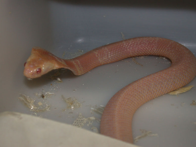 Venomoid Male Albino Monocled Cobra