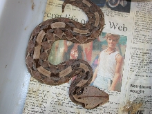 Venomoid Female Gaboon Viper