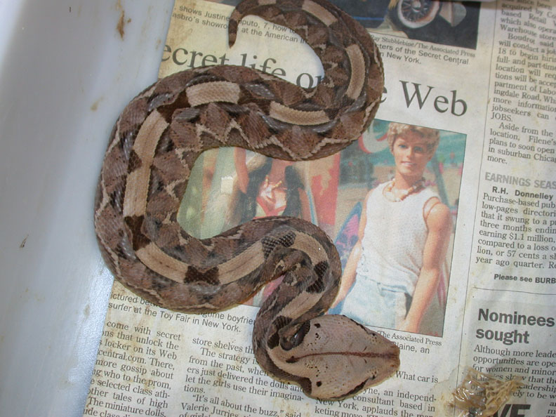 Venomoid Female Gaboon Viper